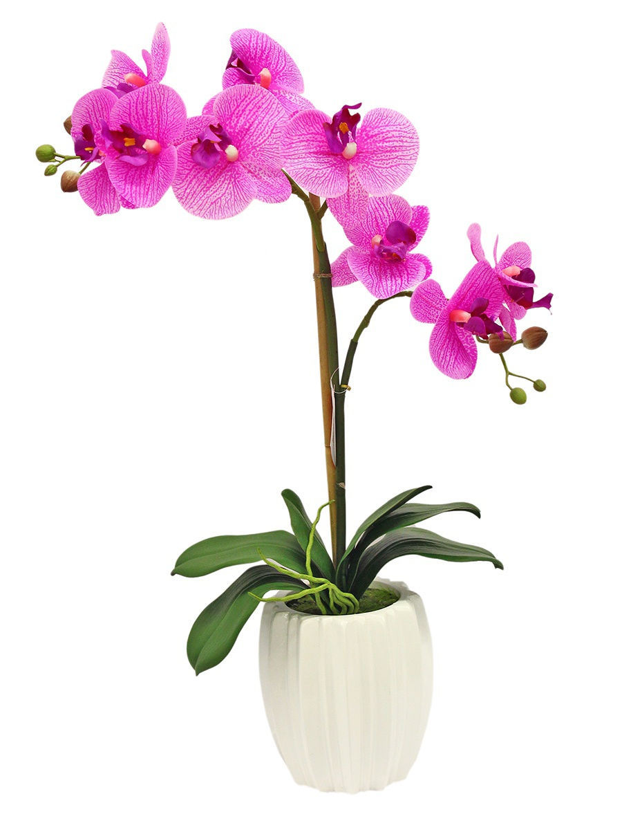 Орхидея в горшке нижний новгород. Фаленопсис. Орхидея фаленопсис 1 ветка. Орхидея фаленопсис в горшке. Орхидея фаленопсис в кашпо.