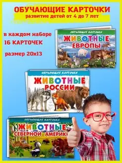 Обучающие карточки. Животные Сев. Америки, Европы, России