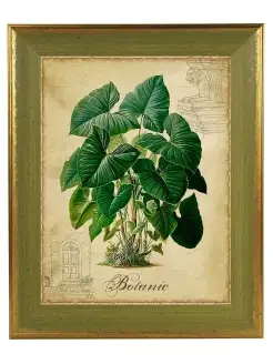 Картина в винтажной раме "Botanic"