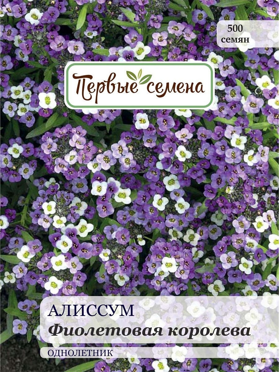 Алиссум фиолетовая королева фото