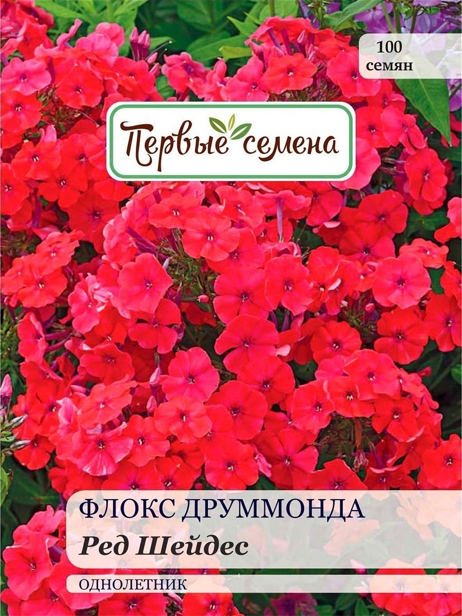 Флоксы семена друммонди