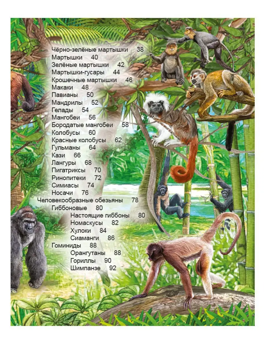энциклопедия с развивающими заданиями большие обезьяны. энциклопедия про обезьянку 3 класс. энциклопедия умка большие обезьяны. энциклопедия про обезьянку 3 класс. детская энциклопедия обезьяны.