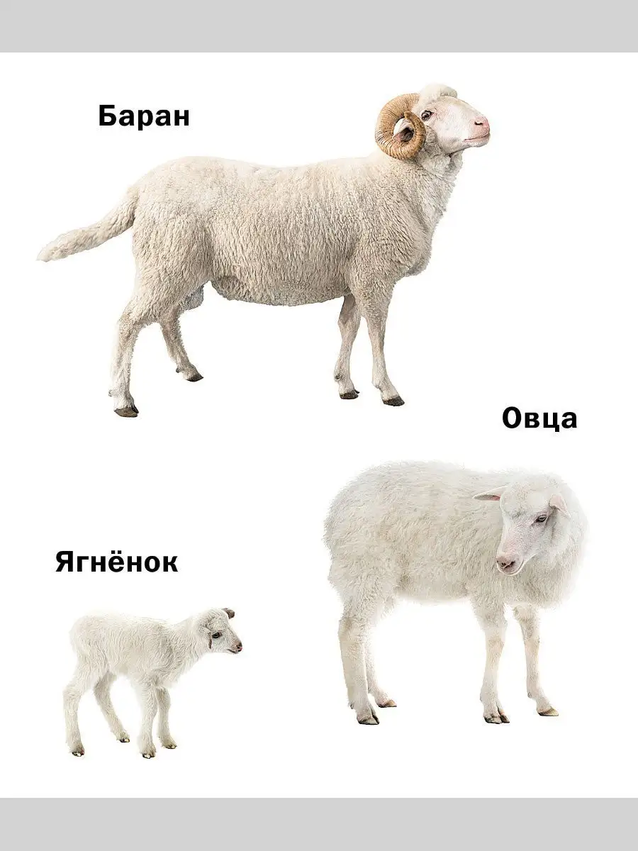 Как выглядит барана