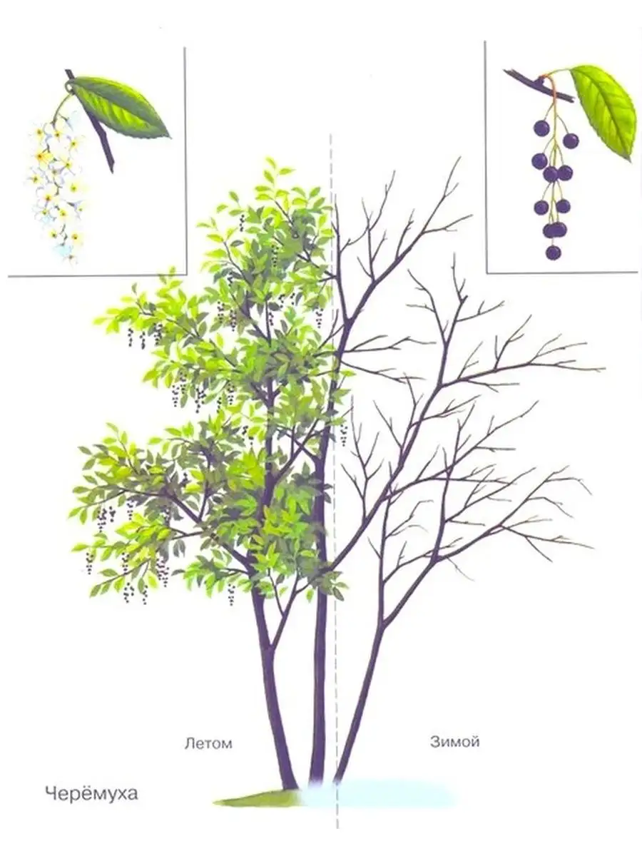 Черемуха картинка для детей