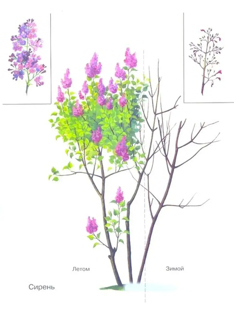Части кустарника схема для детей