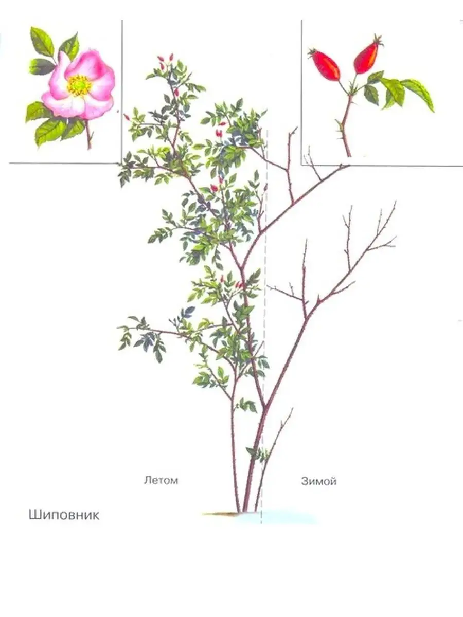 Рисунок растения кустарники. Строение кустарника шиповника. Строение куста шиповника. Шиповник кустарник рисунок. Нарисовать шиповник кустарник.