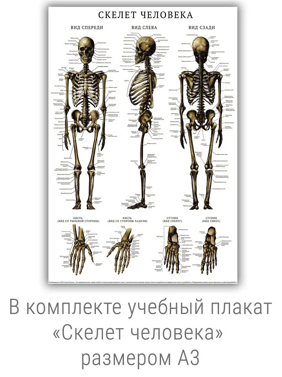 Осевой скелет. Скелет конечностей и головы — что это, определение и ответ