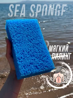 Большая губка для тела морская