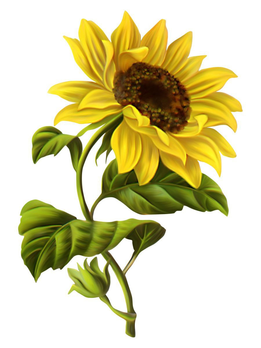 Sunflower Botanical illustration