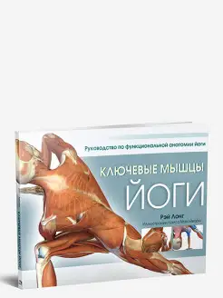 Ключевые мышцы йоги