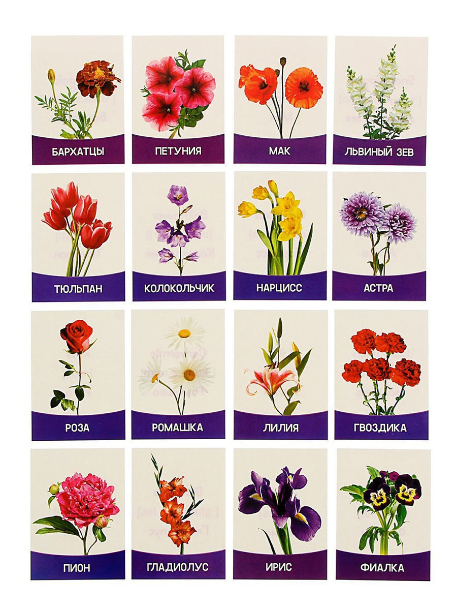 Названия цветов для дошкольников