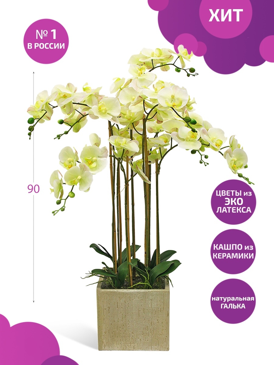 Орхидеи домашние (149 фото)